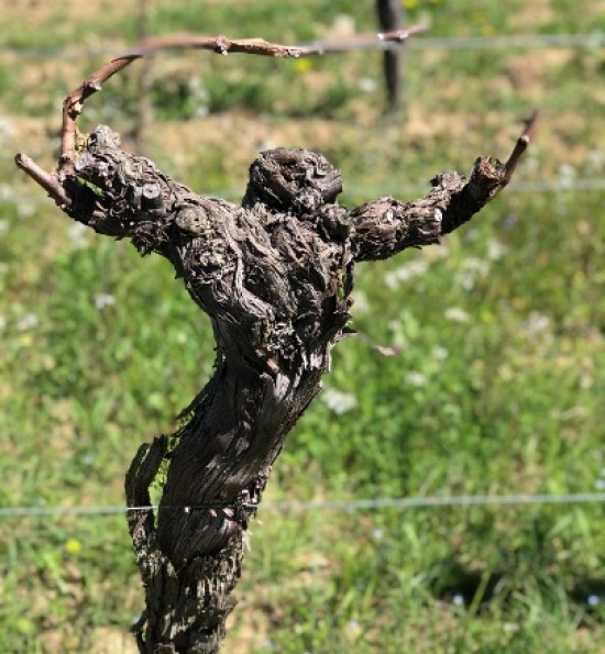 Ronco del Gnemiz - Old Vines