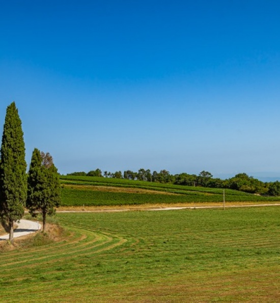 Landscape - Panizzi winery, Tuscany