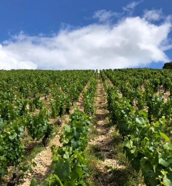 Domaine Begue-Mathiot - Vineyards