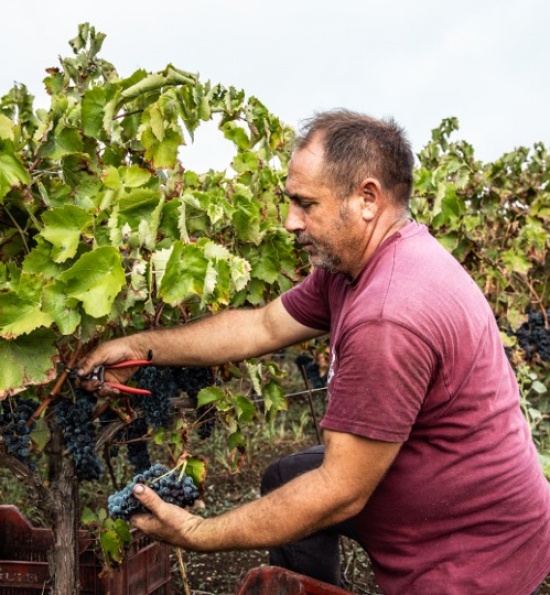 Gulfi, Sicily - Pruning Vines
