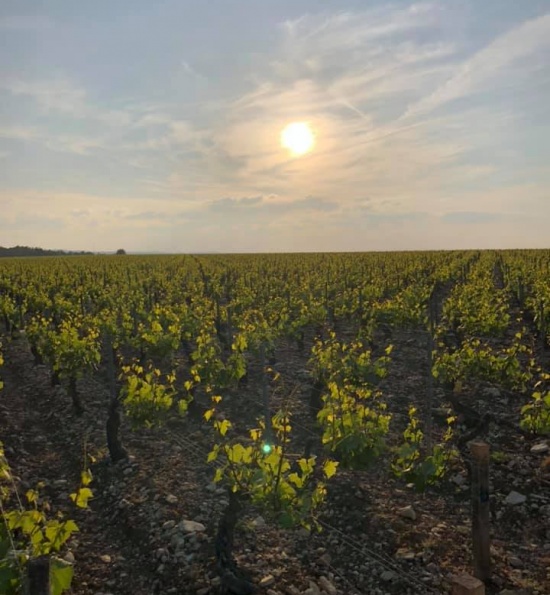 Domaine Begue-Mathiot - Vines