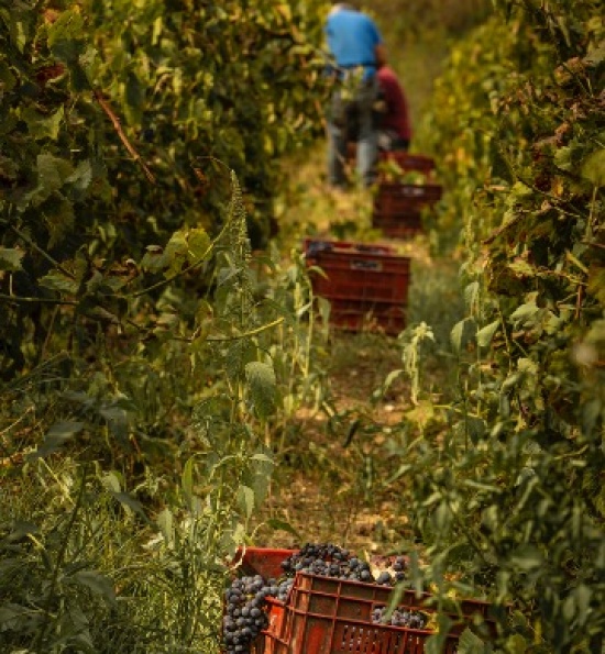 Gulfi, Sicily - Harvest Vineyards