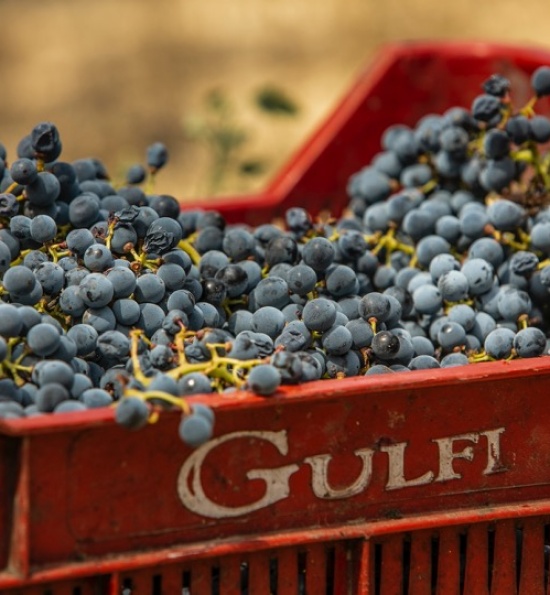 Gulfi, Sicily - Harvest