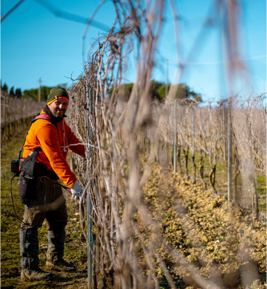 Vineyard - Panizzi winery, Tuscany