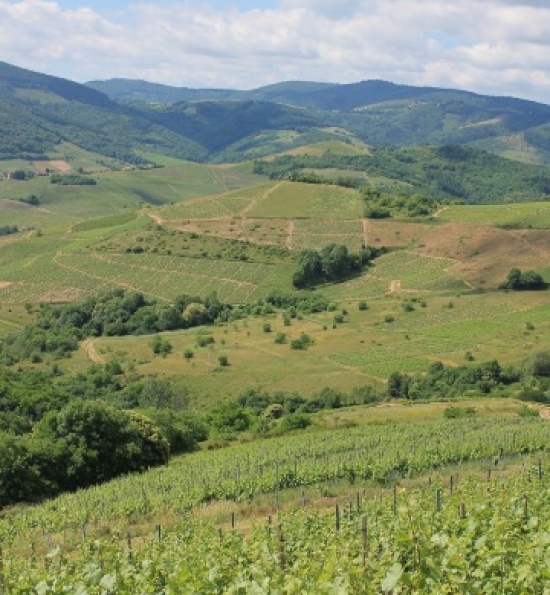 Domaine de la Madone - Vineyards