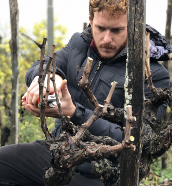 Monteleone - Pruning Vines