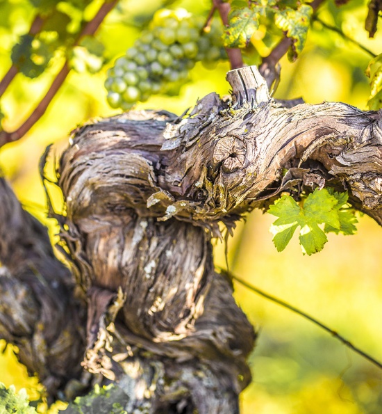 I Clivi Wine Vineyards vines