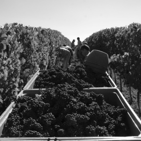 Ghiaccio Forte Picking Grapes