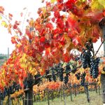 Lapilli - Photo 4