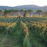 Tenuta Marsiliana - Principe Corsini - Photo 5