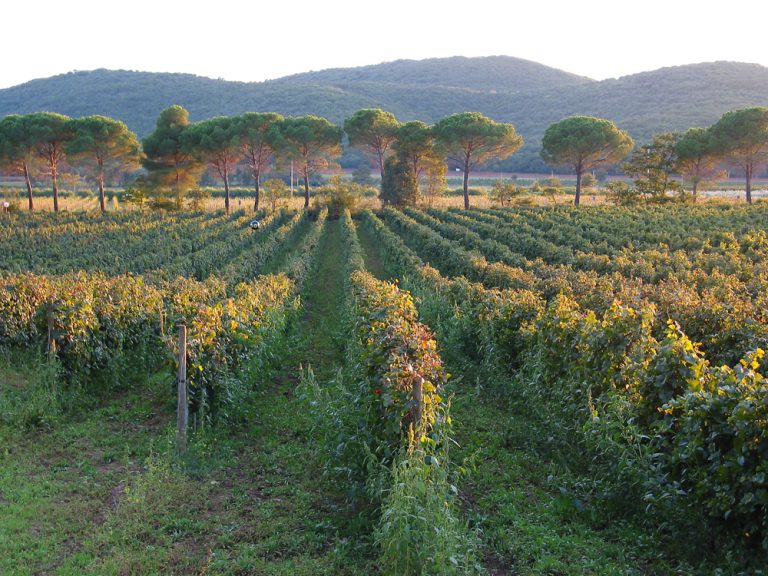 Tenuta Marsiliana - Principe Corsini - Photo 5
