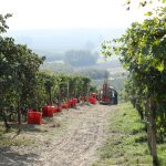 Oddero - Photo 8