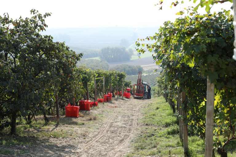 Oddero - Photo 8
