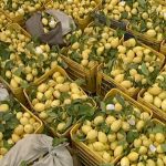 Terra di Limoni - Photo 2