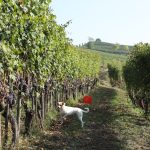 Oddero - Photo 5