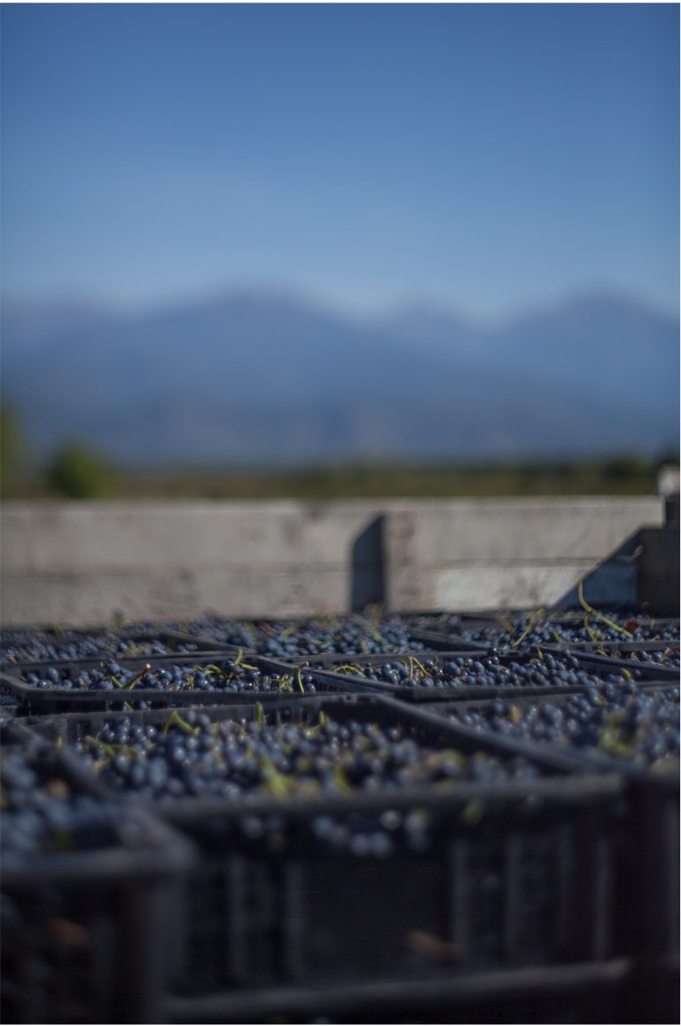 Tiko Estate - Photo 2