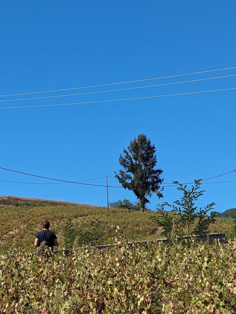 Domaine Azzara - Photo 3