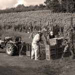 Lapilli - Photo 1