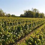 Domaine Daridan - Photo 7