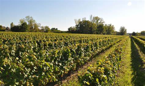 Domaine Daridan - Photo 7