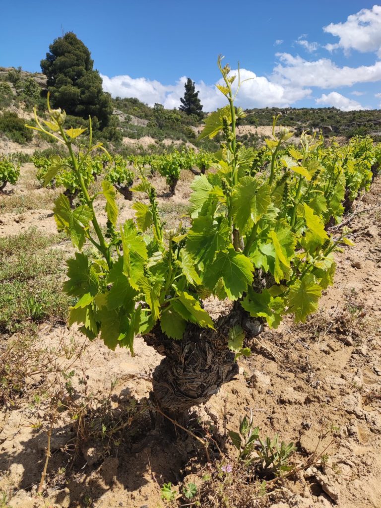 Creaciones Exeo - Photo 2