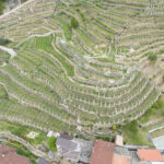 Produttori del Carema - Photo 4